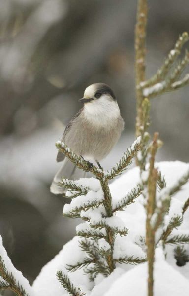 Canada, Quebec Gray jay perched on snowy pine